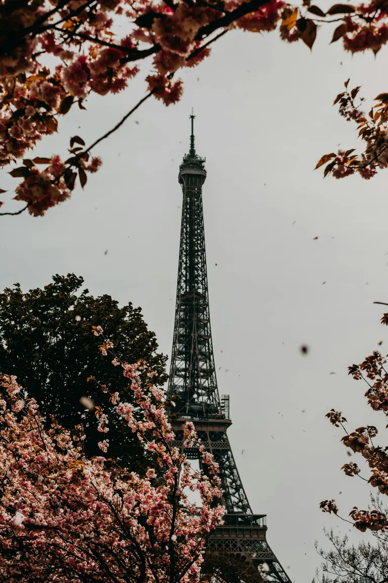 Eiffel Tower framed by spring cherry blossoms