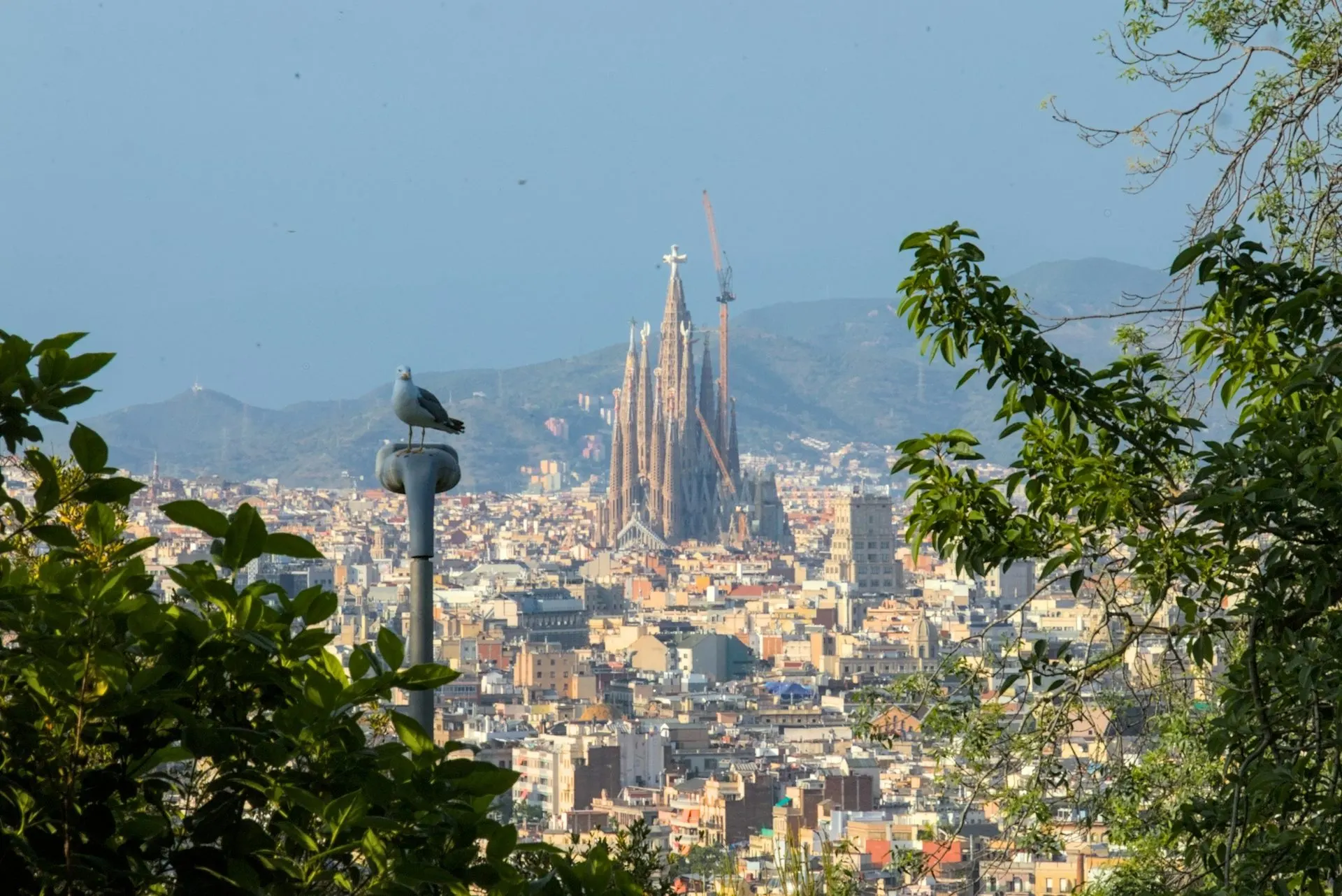 Sagrada Família Guided Tour with Tower Access