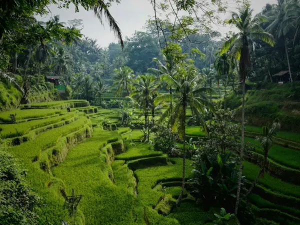 Ubud Rice Terraces, Temples & Waterfalls Private Tour