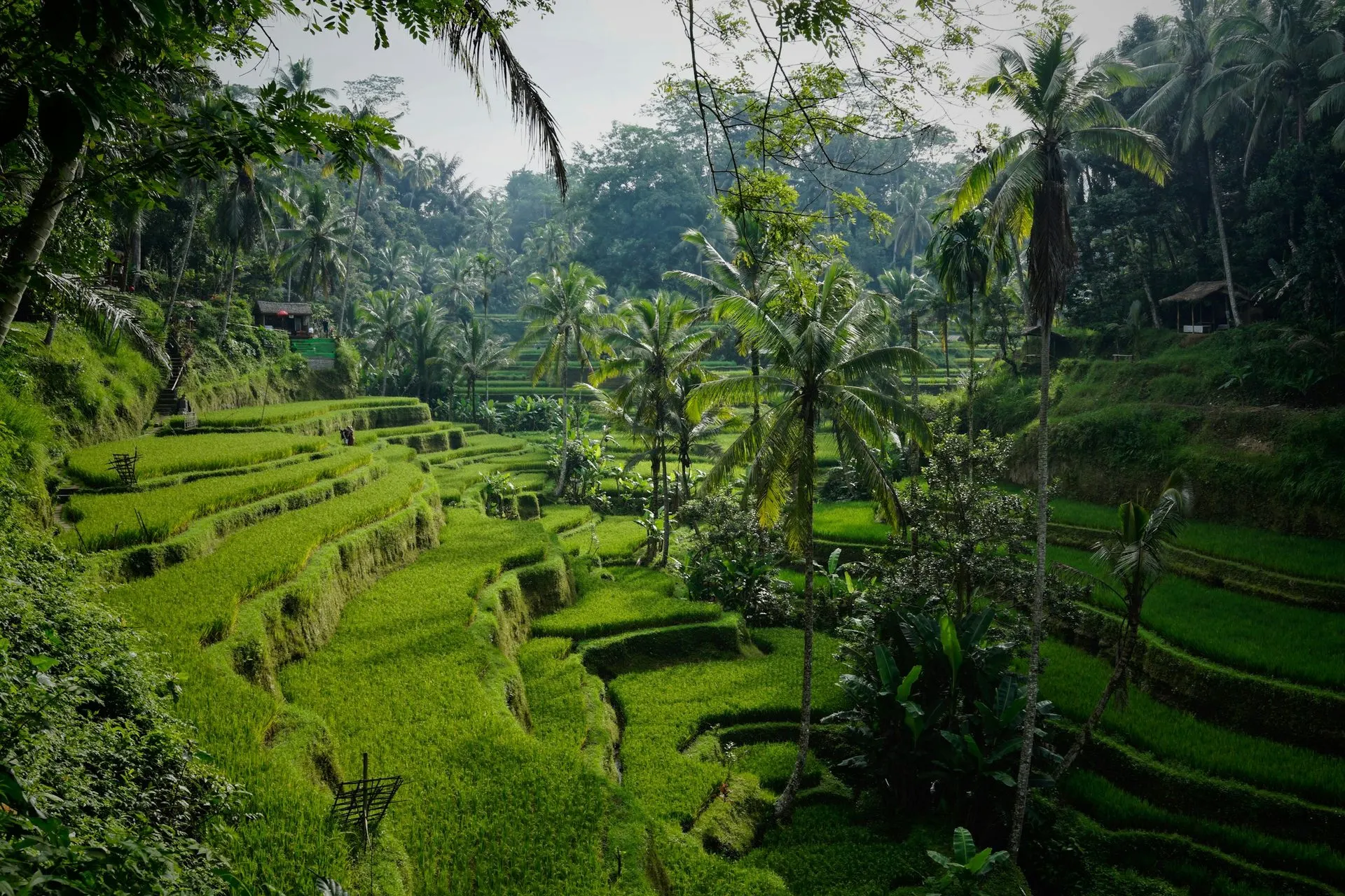Ubud Rice Terraces, Temples & Waterfalls Private Tour